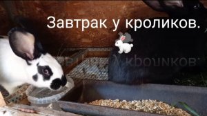 Завтрак у кроликов. 🐇 Слабый сигнал!