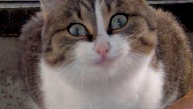 те кто попали пж поставьте лайк и подпишитесь те кто не подписался смотреть онлайн