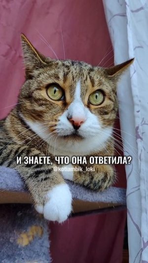 Разговор с Алисой: Я в шоке от её ответа😳