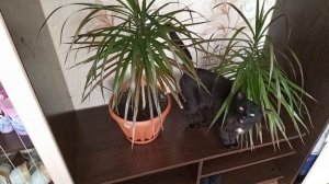 Влог, уборка дома.Дела домашние