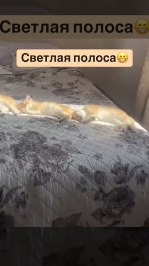 Вот она какая,светлая полоса 🐈🤩😘🥰