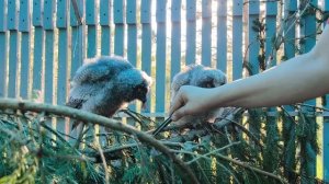 Определяем, какая сова самая лучшая