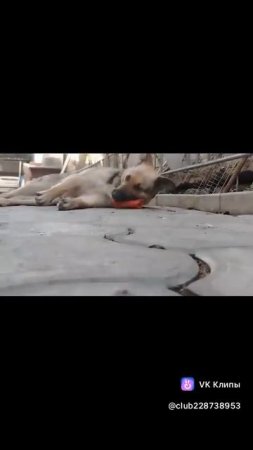 #чисто как моя собака играет