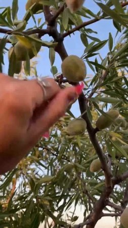 А вы, видели , как растёт миндаль?