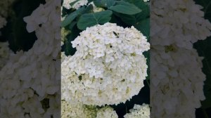Утро( 10 июля) посвящено красавице гортензии
