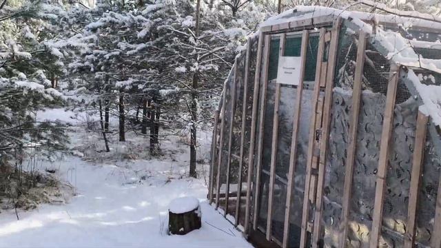 Выжила ли Маша после столкновения с совой?