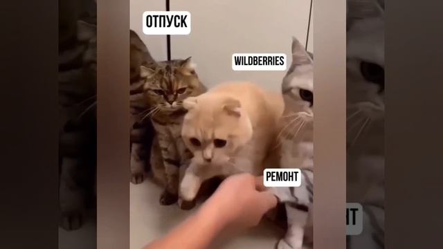 Подборка забавных котиков для хорошего настроения 😼😸 смотреть онлайн