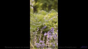Мелодия, которая звучит как поцелуй под звёздами... - Loneliness And Understanding 2 -- Kirk Osamayo