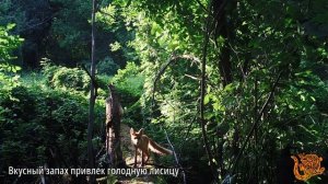 Мы делили апельсин...Суета вокруг курицы в лесу