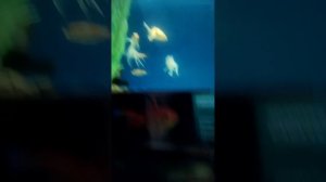 Я в ростовском зоопарке 2 часть