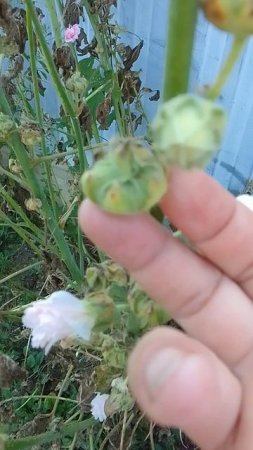 Народное средство увеличить грудь. Мальва.