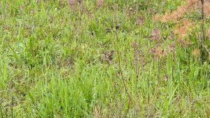 Наш корреспондент трясогузка ведет репортаж из вольера