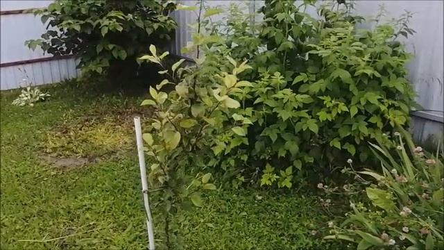 Влог/Дачный отпуск/1 июля 2025/Дожди... Дожди...Где ты, Лето?/ смотреть онлайн