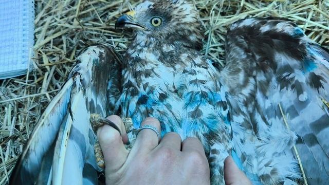 Сытые но недовольные пустельги