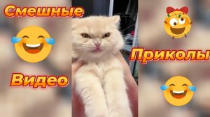 СМЕШНАЯ ПОДБОРКА ВИДЕО ПРИКОЛОВ \ ЮМОР