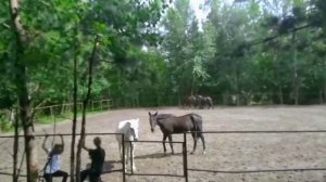 И заключительное видео из уцелевших от 8.07.25 г.