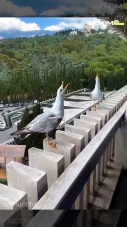 Карточка видео