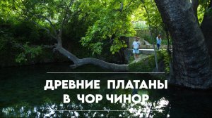 Чор Чинор: парк платанов возрастом 600-1100 лет