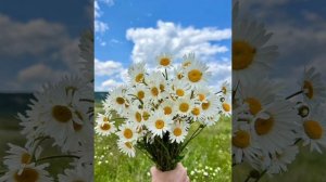 Ромашки