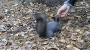 2025 Были заповедного леса