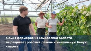 Семья фермеров из Тамбовской области выращивает розовый ревень и уникальную белую спаржу
