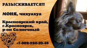 Пропала собака! МОНЯ, чихуахуа. Красноярский край, г.Красноярск.
