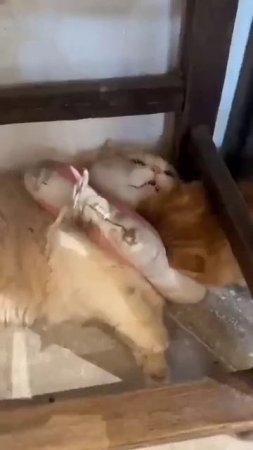 Котовое. Ни о чем не жалею