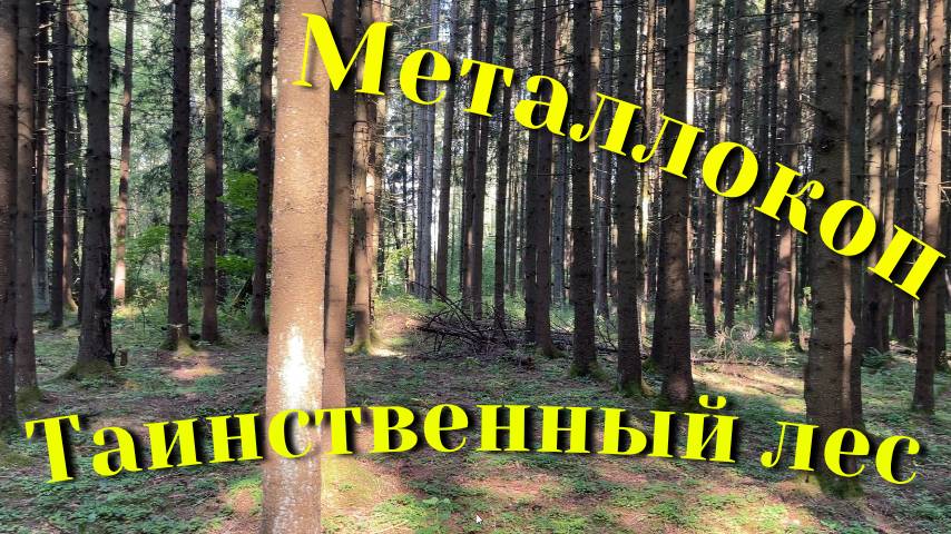 Металлокоп 2025. Таинственный лес.