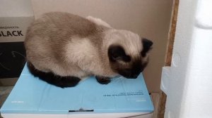 Длиннохвостые койоты бывают опасными