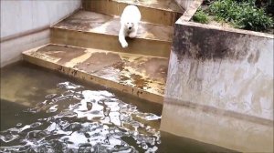 Белка прыгает в воду, потом выходит на сушу, а Стрелка больше не хочет плавать 09.07.2025