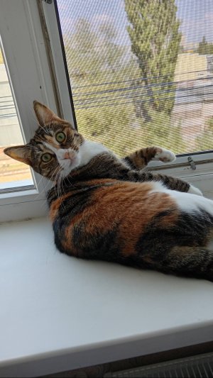 Приколы с моей Бусинкой. Смешные моменты 😺