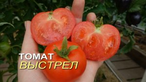 Томат ВЫСТРЕЛ. Обзор сортов ТОМАТОВ!