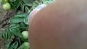 гусеница-совка портит мои помидоры🍅 😕