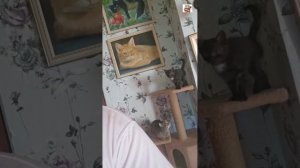 Строгая Пуся сказала малышу "Прыгай" ❤️💪🐈⬛☝️😼❌️👇