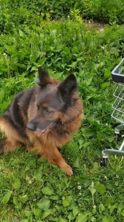 #germanshepherd#Vestaroastsme#funny