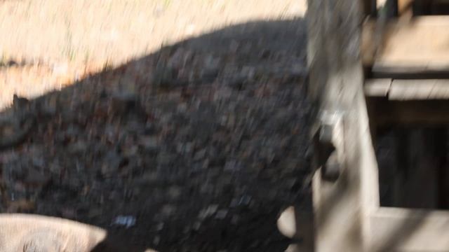 Комодские вараны на острове Комодо Индонезия