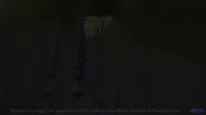 Ты поймёшь, что музыка и природа могут быть одним целым - Sleep Right -- Mise Darling -- Rebel