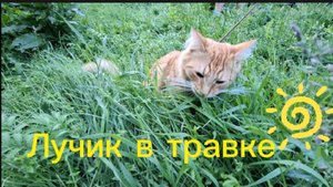 Лучик в травке 🌿🐱