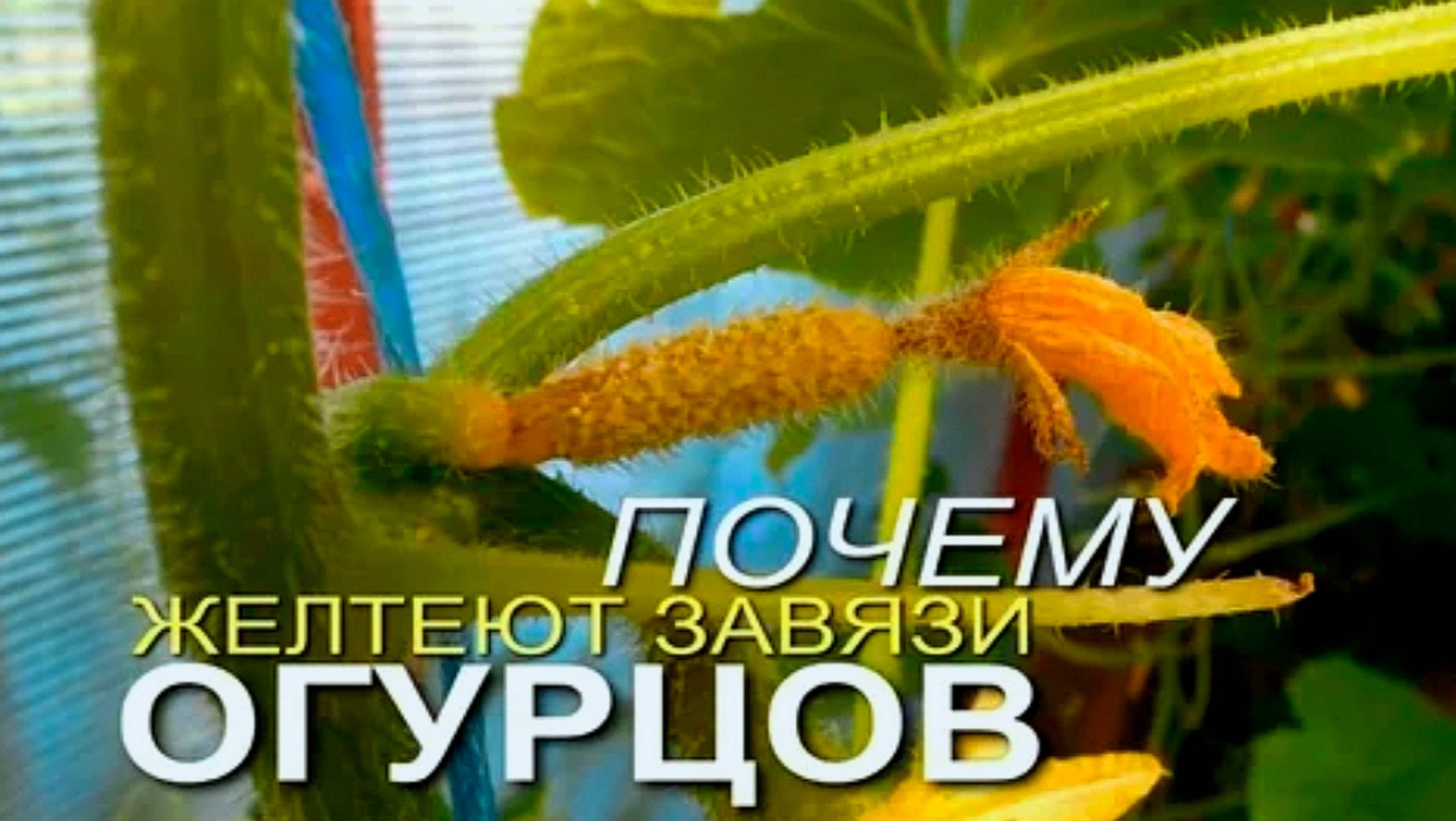ПОЧЕМУ ЖЕЛТЕЮТ ЗАВЯЗИ ОГУРЦОВ