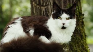 Видео котенка породы мейн кун, окрас черный с белым (n09), Pie Grey Claw`s в возрасте пять месяцев.