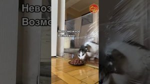Ох уж эти котики! часть 1