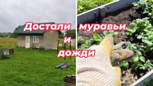 Достали дожди и муравьи#домвдеревне#садиогород#ремонтстарогодома