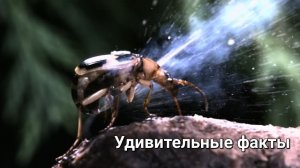 🎥 Жук-бомбардир – живая химическая лаборатория! 💥🔬