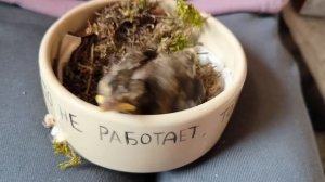 Заготовка поползня