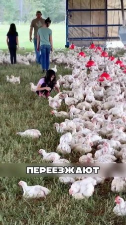 Краснодарский миллиардер создал ФЕРМУ будущего