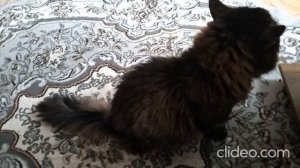 Кот Марс. Драки. Боевой  перекус. Отдых.