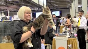 Всемирная выставка кошек Fife World Show 24 октября 2015г Malmö, Sweden www.coonplanet.ru
