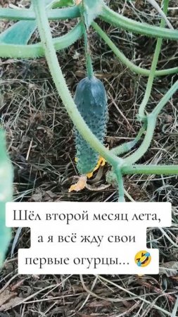 В ожидании урожая🌺