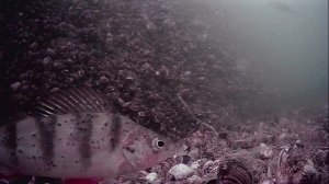 1000046201.mp4Волга гл 5м 10.07 2025г.
