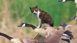 ПРИКОЛЫ С ЖИВОТНЫМИ ДО СЛЕЗ 2025 Смешные КОТЫ И СОБАКИ Приколы